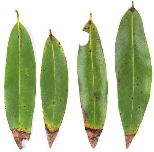 Bay leaves with symptoms of SOD