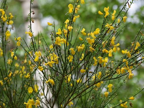 Scotch Broom, (Cytisus scoparius) Photo 70985676, (c) Ina Siebert, some rights reserved (CC BY-NC) via iNaturalist
