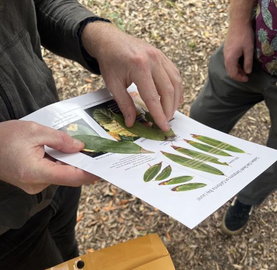 hands holding paper with leaf photos