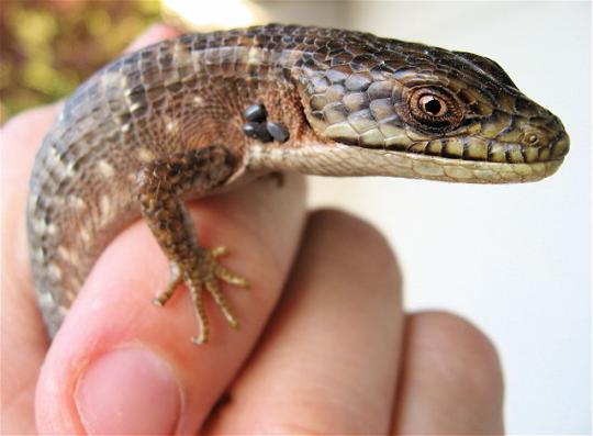ticks on a lizards head
