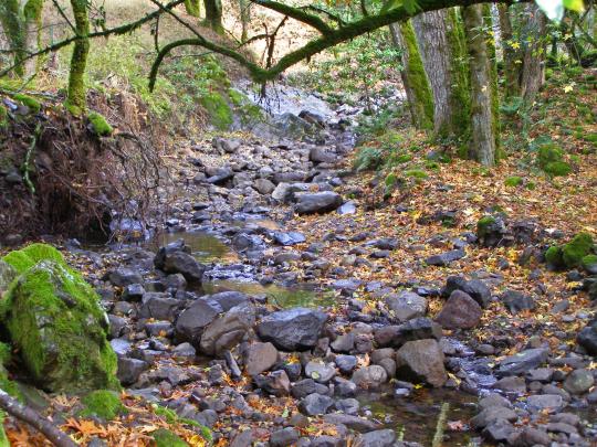 Rocky creek bed in forest