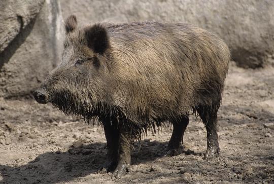Wild Boar