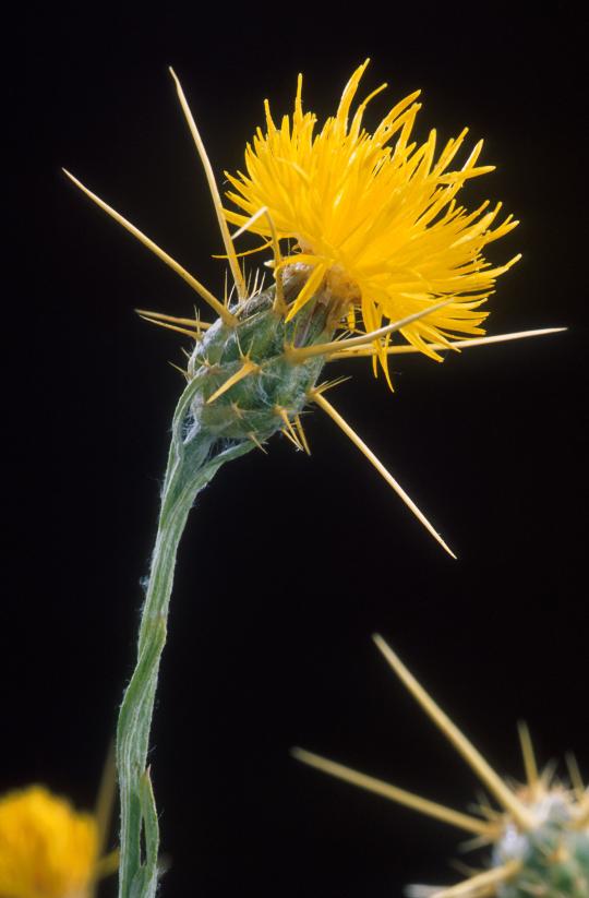 Yellow flower