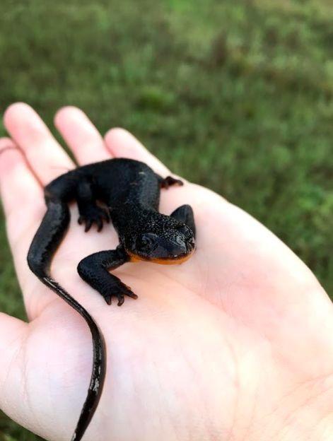 newt on student's hand