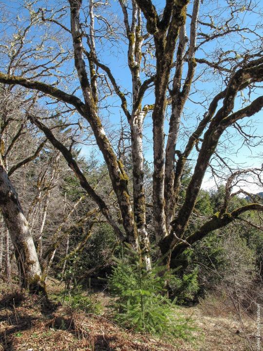 young douglas fir under oak tree