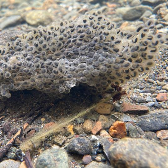 Amphibian eggs in creek