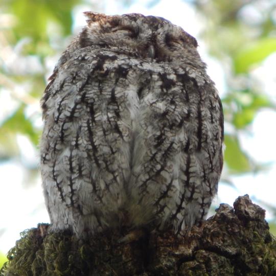Western Screech Owl on limb