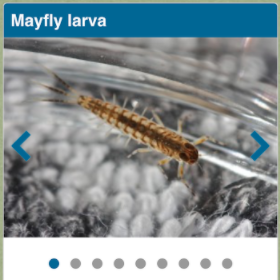 screenshot of the Aqua Bugs app with a mayfly larva photo