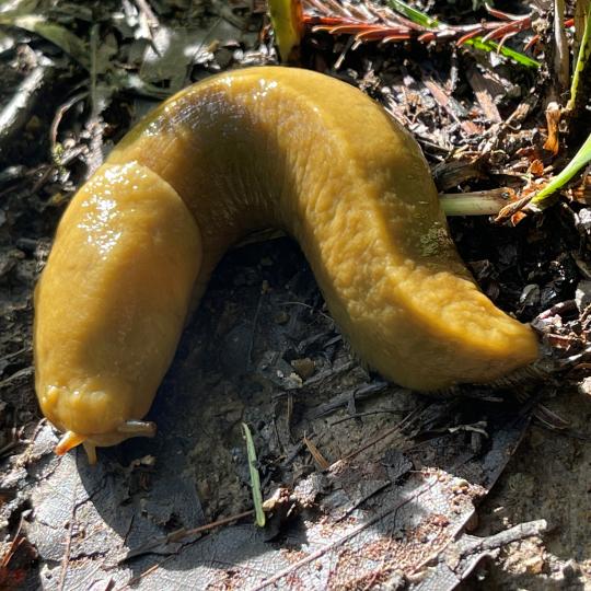Banana slug decomposing leaves