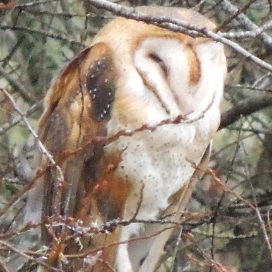Barn owl on a branch