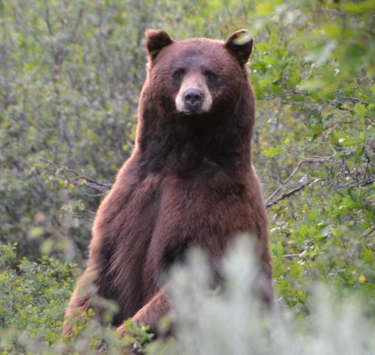 black bear standing in vegetation