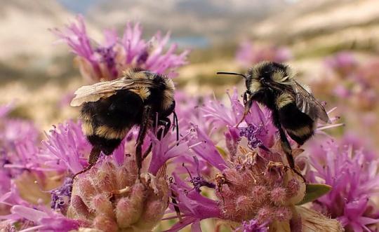 two bumble bees on clovers