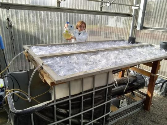 A woman pours liquid into a large tray with plastic bits