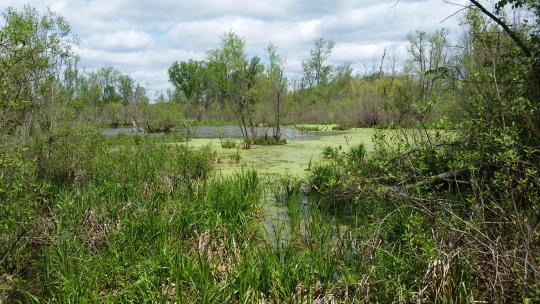 pond covered in algae surrounded by trees