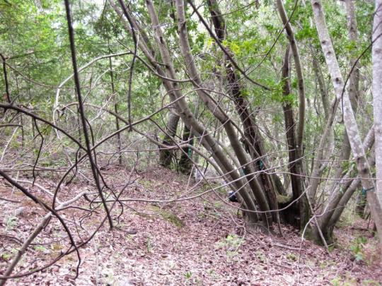 shrubs on study plot