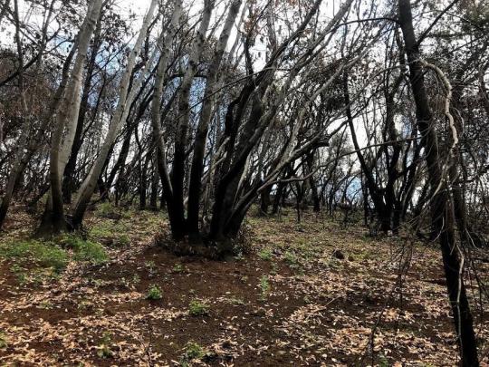 charred soil and shrubs with green sprouts