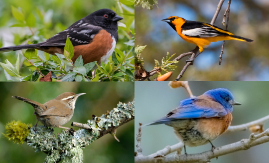 four photos of endangered songbirds