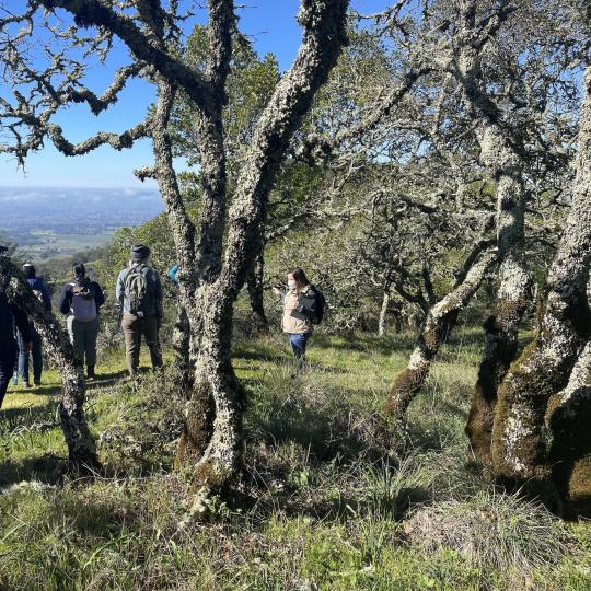 Naturalists observing oak trees