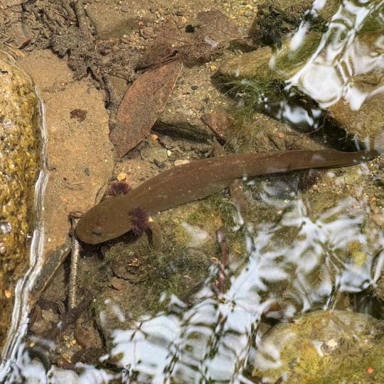 California Giant Salamander larva in the Laguna de Santa Rosa Watershed