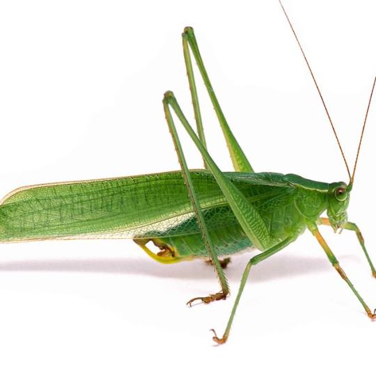 green bush katydid against white background