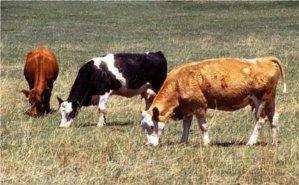 Cows Grazing