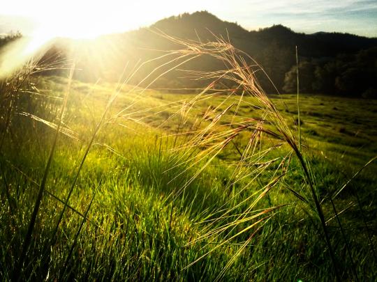 sun shining through Purple Needlegrass