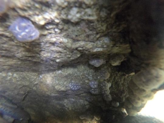 Eggs on Rock in Creek