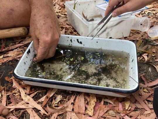 Tray of sample water from Copeland Creek
