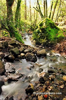 Copeland Creek