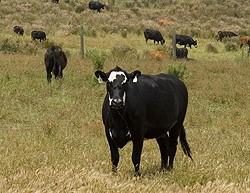 Cows standing around a field