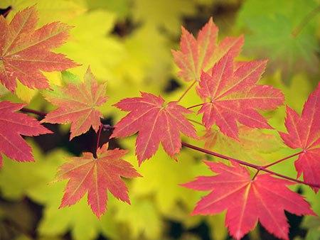 Fall Leaves