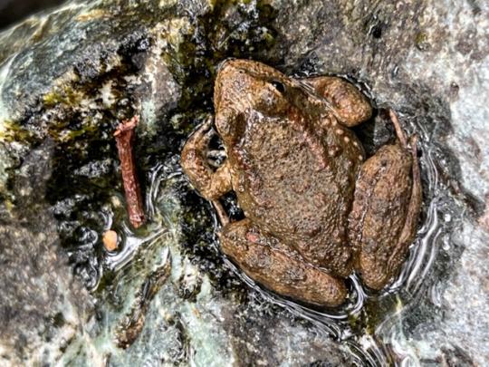 Frog in creek