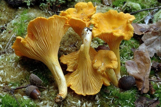 Chanterelle mushrooms with acorns and scattered leaves on moss