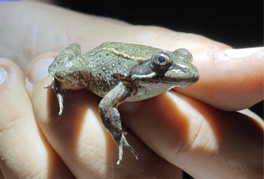 California red-legged frog on a hand