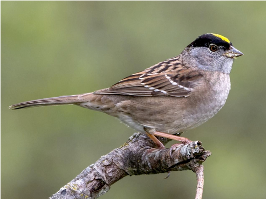 a golden crowned sparrow on a branch