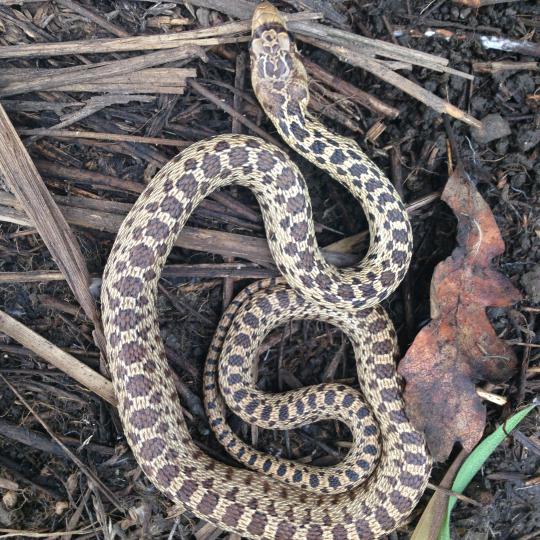 gopher snake on soil