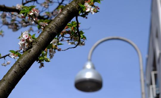 a tree flowers in front of a lamp post and building