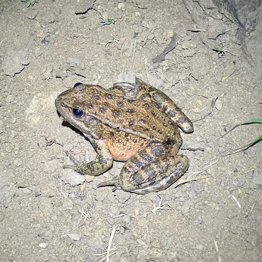 California red-legged frog adult at night