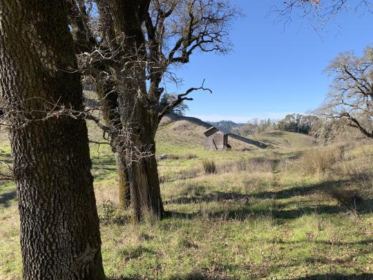 high meadow with trees and shed