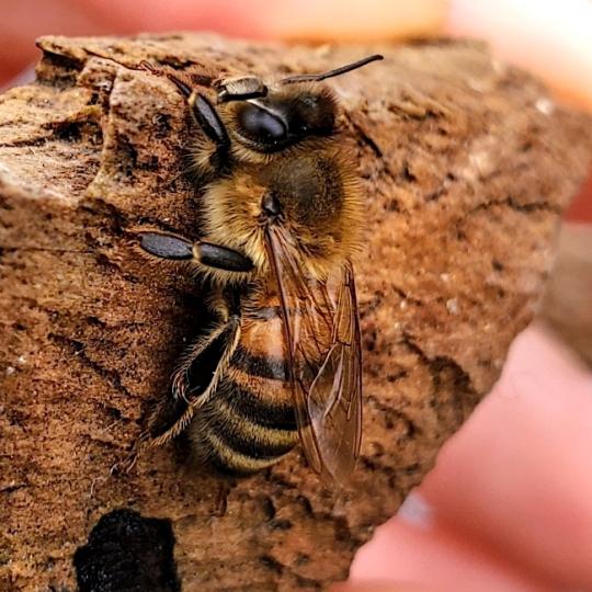 honeybee on rock