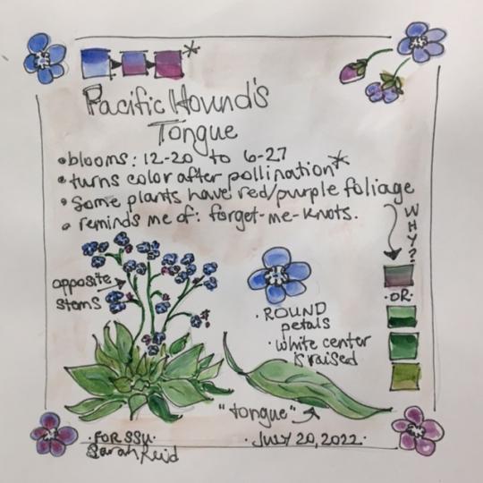 Hound’s tongue on a journal page