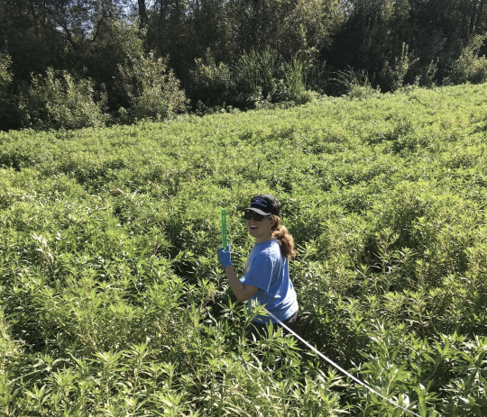 woman holds tools in creek full of Ludwigia