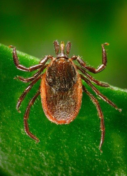 Western black-legged tick