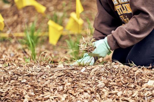 Planting flags in SSU Native Plant Garden