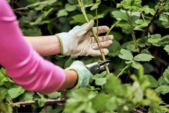 Cutting Vegetation in SSU Native Plant Garden