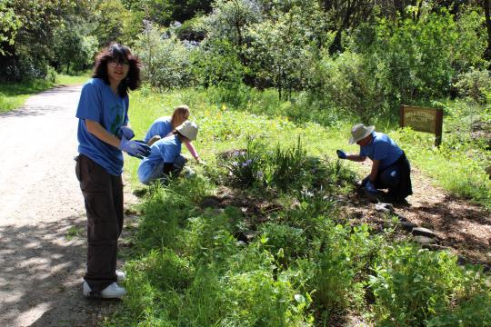 people weeding a garden