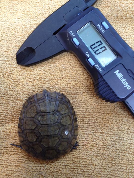 Juvenile turtle and calipers