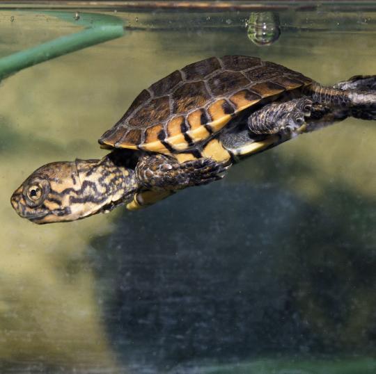 baby western pond turtle under water