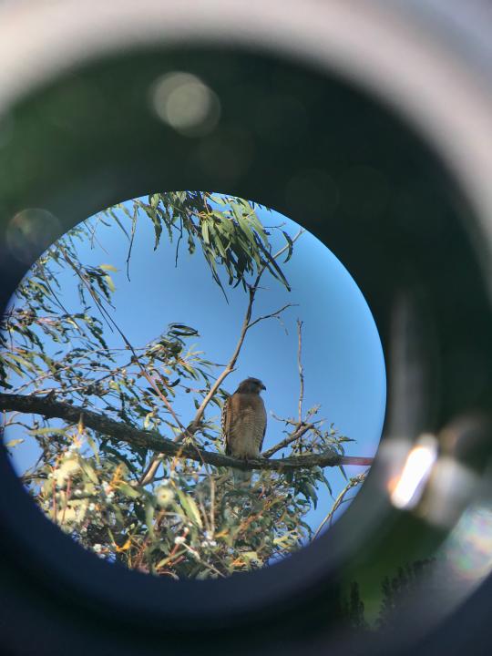 A red-shouldered hawk viewed through a spotting scope