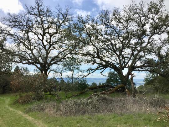 Oak Trees